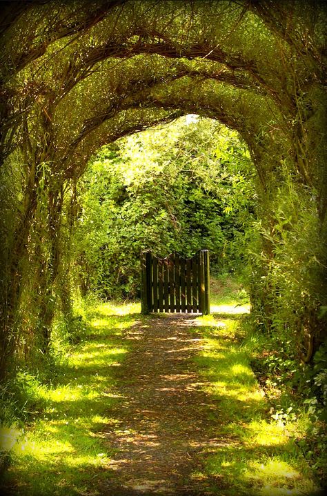 Tunnel at the Wildfowl and Wetlands Center / Llanelli, Wales Tree Tunnel, Secret Gardens, Landscape Designs, Have Inspiration, The Secret Garden, Garden Gate, Alam Yang Indah, Garden Gates, Garden Paths