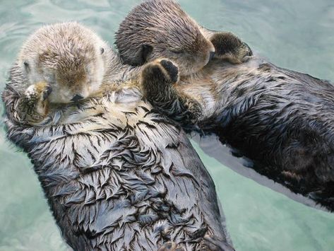 Sea otters hold hands while they sleep so they don't drift away from each other. Sea Otters Holding Hands, Wild Panda, Happy Facts, Otters Holding Hands, Group Of Cats, Fun Facts About Animals, Baby Otters, Sea Otter, Animal Facts