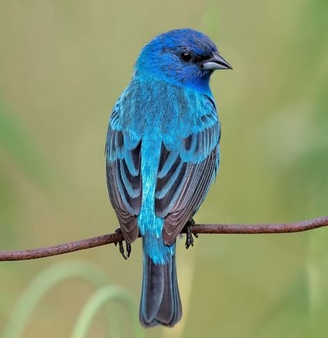 Bunting Bird, Instagram Features, Indigo Bunting, Interesting Animals, Desert Plants, Tattoos For Kids, Backyard Birds, Peach Blossoms, Little Birds