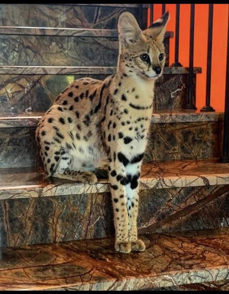 Serval Cats, Cat Hacks, Exotic Cats, Savannah Cat, Cat Breed, Pretty Animals, Cat Owner, Silly Animals, Silly Cats