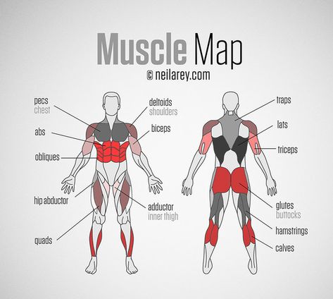 For help hitting all your major muscle groups. | These 29 Diagrams Are All You Need To Get In Shape Muscle Diagram, Exercise Muscle, Muscle Anatomy, Workout Snacks, Major Muscles, Workout Chart, Workout Routines, I Work Out, Muscle Groups