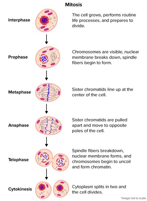 M Phase Cell Cycle, The Cell Cycle Notes, Cell Biology Notes College, Cytokinesis Mitosis, Cytology Notes, Anatomy And Physiology Cells, Cell Cycle And Cell Division Notes, Chromosomes Notes, Mitosis And Meiosis Notes