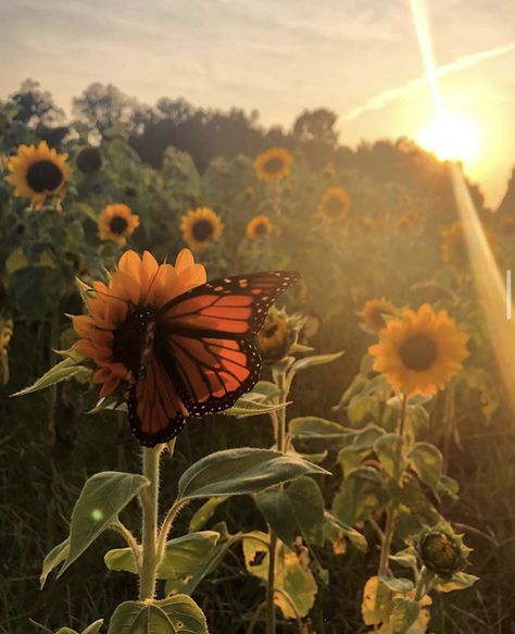 Sunflower Field, Sunflower