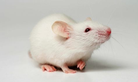 white  mouse: epigenetics in rodents Abc Animals, Cute Animal Tattoos, Baby Development Activities, Animals Tattoo, White Mouse, Animal Art Prints, Animal References, Cute Rats, British Wildlife