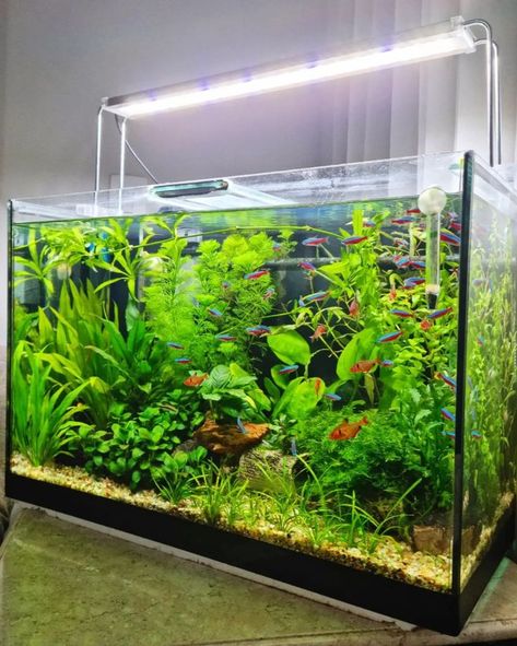 Dream Neon Tetra Planted Tank. Follow for more content like this @@MrThinnny. Plants are a great way of adding some color and depth to an underwater habitat for Tetras. Neon Tetra Tank, Underwater Habitat, Community Fish Tank, Neon Tetra Fish, Snail Tank, Tetra Fish, Fish Types, Neon Tetra, Betta Fish Types