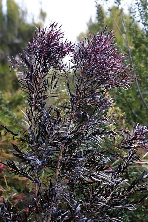 Native to southwestern Australia, the 'Jervis Bay Afterdark' variety of Agonis flexuosa has deep burgundy foliage that looks black from a distance. Photo: San Marcos Growers Agonis Flexuosa, Dark Plants, Peppermint Tree, Dark Foliage, Purple Foliage, Nursery Plants, Jervis Bay, Australian Native Garden, Goth Garden