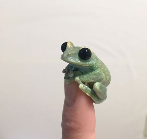 Tiny Animals, The Cutest, Super Cute, Green, Animals