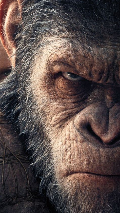 War for the Planet of the Apes (2017) by Matt Reeves Cai Arabi, Gorilla Gorilla, Regard Animal, Gorillas Art, Gorilla Tattoo, Tiger Artwork, Monkey Wallpaper, Lion Wallpaper, Planets Wallpaper