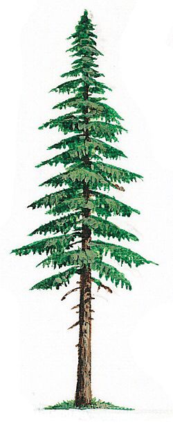 Washington State tree - Western Hemlock Tree Tattoo Art, Evergreen Tree Tattoo, Washington Nature, Tree Sleeve Tattoo, Pine Tattoo, Tree Drawing Simple, Willow Tree Tattoos, Tattoo Tree, Pine Tree Tattoo