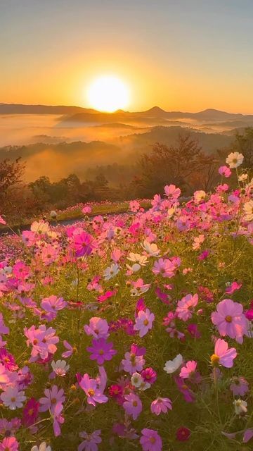 Cosmos Flowers, Belle Nature, Image Nature, Fotografi Alam Semula Jadi, Amazing Nature Photos, Beautiful Locations Nature, Nature Gif, Beautiful Flowers Pictures, Beautiful Scenery Nature