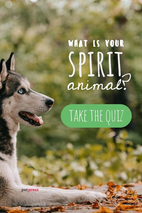 https://www.pinterest.com/pin/252201647874714249/ #quiz #quizzes #buzzfeed #triviaquestionsandanswers #quizzesbuzzfeed #trivia #quizzesforfun #funquiz #spiritanimal How To Find My Spirit Animal, Finding Your Spirit Animal, What Is My Spirit Animal Quiz, How To Find Your Spirit Animal, Spiritual Quizzes, Spirit Animal List, Dog Spirit Animal, What Is My Spirit Animal, Spirit Animal Test