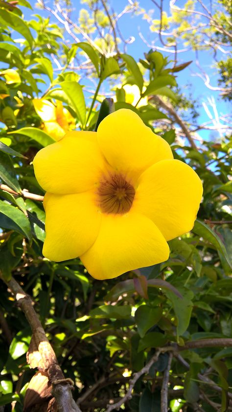 Alamanda – Allamanda Cathartica Ornamental Shrubs, Garden Help, 2024 Vision, Flowers Bouquet, Beautiful Flowers, Vision Board, Tattoos, Plants, Flowers