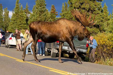 Photo Bull Moose Moose Pictures, Bull Moose, Deer Family, National Park Photos, Mule Deer, Denali National Park, Manx, Majestic Animals, Animals Of The World