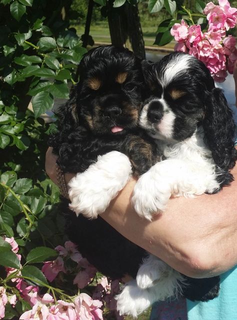 Mini Cocker Spaniel, American Cocker Spaniel Puppies, Cocker Spaniel Breeders, Black Cocker Spaniel Puppies, Cocker Spaniel For Sale, English Cocker Spaniel Puppies, White Cocker Spaniel, Shih Poo Puppies, Cocker Spaniel Mix