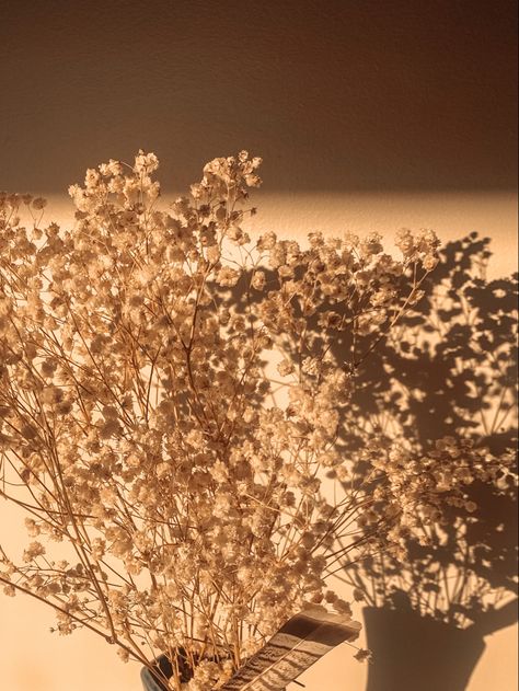 Breath Flowers, Baby Breath, Baby S Breath, Brown Babies, Event Inspiration, Warm Light, The Wall, Collar, Flowers