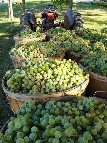 Grape Vineyard, Wine Vineyards, Grape Harvesting, Green Grapes, Harvest Time, Wine Time, Italian Wine, Wine Making, Fine Wine