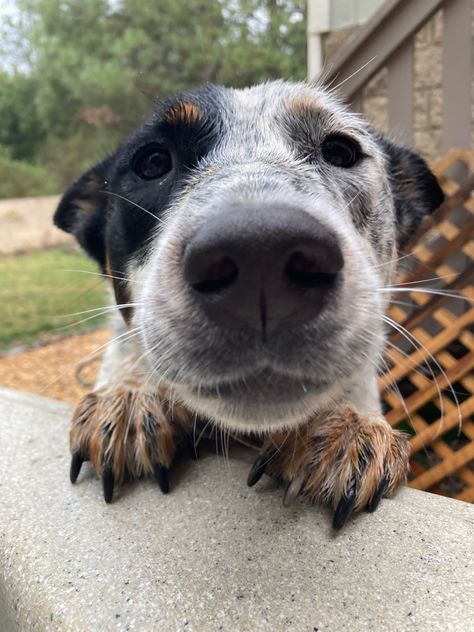 Blue Cattle Dog, Blue Heeler Aesthetic, Blue Healers Dog, Blue Heeler Puppy Names, Queensland Heeler, Blue Heeler Puppy, Blue Healer, Aussie Cattle Dog, Heeler Dogs