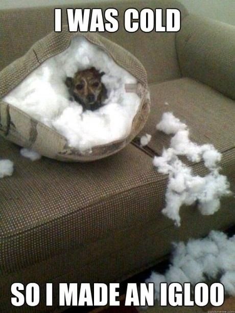 I was cold so i made an igloo funny memes dog cold meme funny quote funny quotes humor humor quotes funny pictures best memes popular memes igloo Love My Dog, Funny Dog Pictures, 웃긴 사진, Memes Humor, Funny Animal Memes, E Card, Animal Quotes, Funny Animal Pictures, Dog Memes