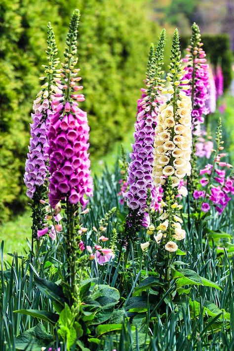 Cottage Garden Perennials, Tall Perennials, Colorful Perennials, Crystal Gardens, Phlox Plant, Inspiring Gardens, Flower Shopping, Garden Perennials, Pond Garden