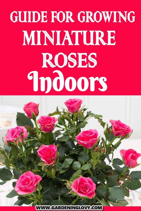 Miniature roses also called mini roses are the simplest and perhaps most versatile roses to propagate. Most people fall in love with miniature rose hybrids after receiving one as a potted plant gift or miniature roses bouquet from a flower shop. In this post, you will find a guide for growing miniature roses indoors. Mini Rose Garden, Mini Rose Bush Care, Mini Roses Care Indoor, Miniature Rose Bush, Propogate Roses, Indoor Roses, Rose Bush Care, Diy Bug Spray, Rose Plant Care