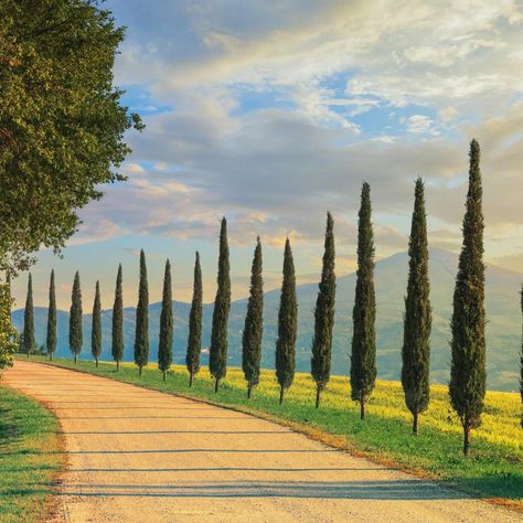 Tuscany Landscape, Toscana Italia, Italy Landscape, Perfect Road Trip, Under The Tuscan Sun, Summer Landscape, Tuscany Italy, Italy Travel, Beautiful Landscapes