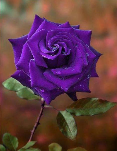 Beautiful purple flower. Google Wallpaper, Gif Rose, Fleurs Art Nouveau, Hybrid Tea Roses, Purple Love, Purple Rose, All Things Purple, Beautiful Rose Flowers, Love Rose