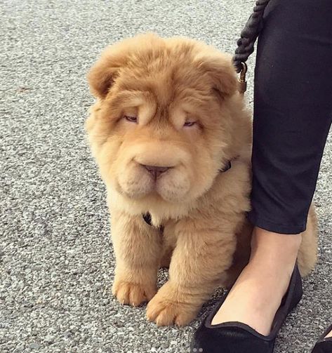 15 Mixed-Breed Dogs That Put Us in Awe of Nature’s Imagination Dog Crossbreeds, Pedigree Dog, Shar Pei Dog, Food Dog, Dog Mixes, Lion Mane, Shar Pei, Mixed Breed Dogs, Training Your Dog