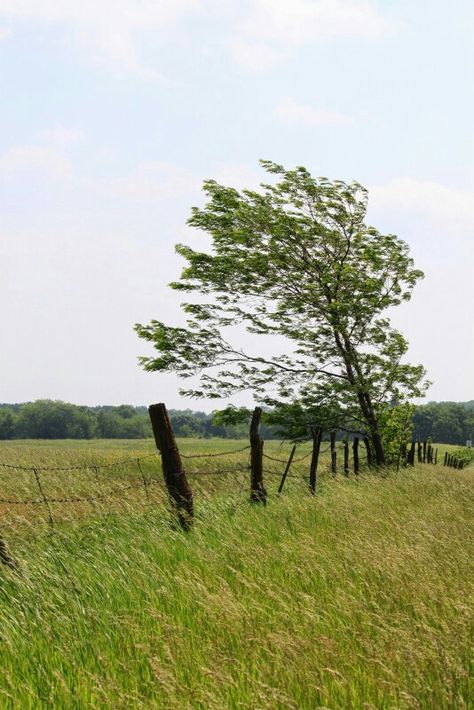 Windy Day Nature, Wind Pictures Nature, Windy Weather Aesthetic, Windy Wallpaper, Windy Day Aesthetic, Wind Aesthetics, Windy Aesthetic, Windy Landscape, Air Kingdom