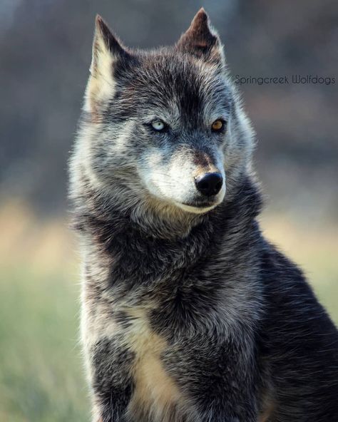 Old Wolf, Great Grey Wolf Sif, Wolf Therian, Northern Inuit Dog, Black Wolves, Wolf Dogs, Wolves Laying Down, Wolf Poses, Eurasian Wolf