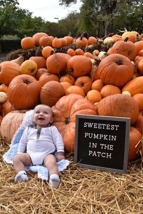 Infant Autumn Photoshoot, 4 Month Old Pumpkin Patch Pictures, Pumpkin Patch Infant Photos, 8 Month Old Fall Photos, October Birthday Pictures, Pumpkin Baby Photoshoot Ideas, 3 Month Old Fall Pictures, 100 Foods Before One Photoshoot, October Milestone Baby Pictures