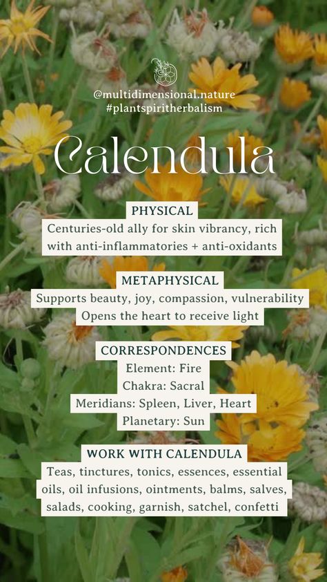 Plant Workshop Ideas, Calendula Witchcraft, Smokeable Herbs, Calendula Flower Benefits, Calendula Plant, Calendula Magical Properties, Talk To Plants, Calendula Tincture, Calendula Flower Magical Properties