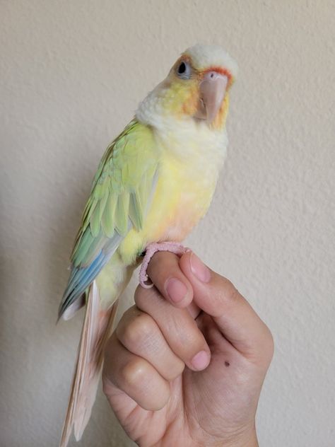 Moon Cheek morph is a combination of cinnamon, dilute, yellow sided and terquoise. The result is a Green Cheek Conure painted in pastels. Conure Bird, Green Cheek Conure, How To Potty Train, Conure Parrots, Parrot Pet, Potty Train, Pet Bird, Exotic Birds, Cute Animal Photos