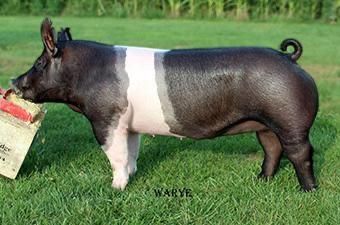 Hereford Pigs, Show Pigs, Hampshire Pig, Livestock Judging, Pig Showing, Pig Breeds, Raising Pigs, Pig Pictures, Pygmy Goat