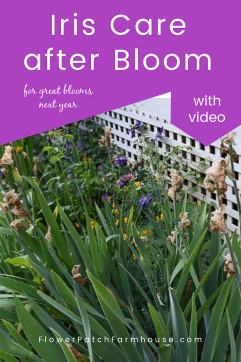 Bearded Iris done blooming? This is a way to clean up your Iris after it flowers. Iris care after it blooms has many benefits for the plant and your garden! Iris Care, Iris Flowers Garden, Growing Irises, Flowers Iris, Garden Boho, Boho Garden, Iris Garden, Starting A Garden, Garden Bulbs