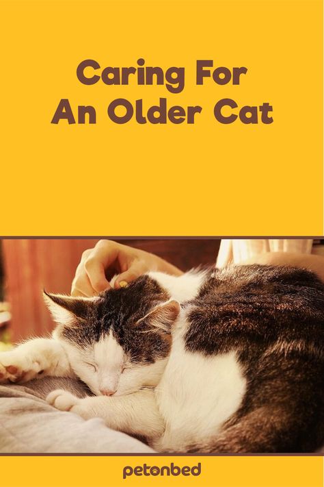 Senior Cats, Senior Cat Care, Cat Behavior Problems, Cat Communication, Cat Parents, Best Cat Food, Cat Nutrition, Older Cats, Cat Info