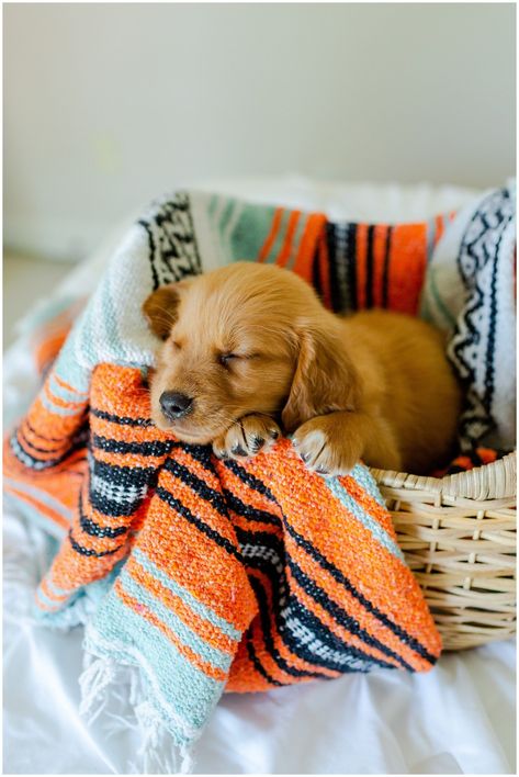 Monthly Puppy Pictures Photo Ideas, Puppy Welcome Home Pictures, New Puppy Pictures, Professional Puppy Pictures, Newborn Puppy Photos, Puppy Monthly Photo Ideas, Diy Puppy Photoshoot Ideas, Golden Retriever Puppy Photoshoot, Cute Puppy Pictures Ideas Photo Shoot