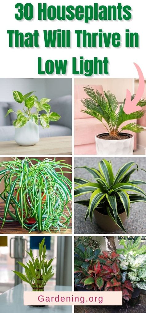 Anyone can grow great houseplants, even in homes where low light is a challenge. Here are 30 thriving examples of low-light loving plants. Low Light House Plants, Indoor Plants Low Light, Air Cleaning Plants, Houseplants Low Light, Low Light Indoor Plants, Household Plants, Plant Care Houseplant, Inside Plants, Growing Plants Indoors