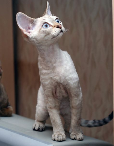 " I'll try to remembers: It's okey to laugh in   the bedroom, just dont's point." Affectionate Cats, Devon Rex Kittens, Devon Rex Cat, Playful Cats, All Cat Breeds, Devon Rex Cats, Cat Species, Rex Cat, Russian Blue Cat