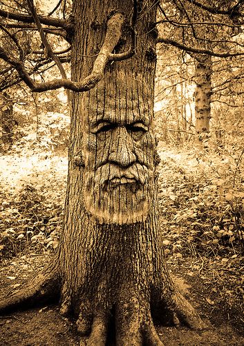 Face in a tree | Flickr - Photo Sharing! Oak Tree Face, Tree With Face, Wise Tree, Haunted Tree, Weird Trees, Gothic Dollhouse, Wood Carving Faces, Sheep Paintings, Kent Uk