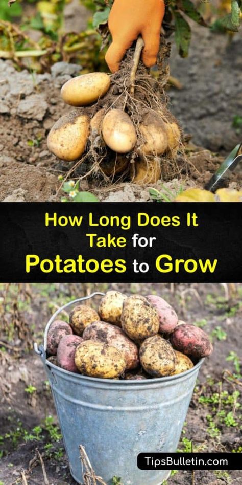 When Do You Harvest Potatoes, Growing Potatoes In The Fall, Harvesting Potatoes In Containers, Can You Plant Potatoes In The Fall, How To Harvest Potatoes, What To Plant With Potatoes, When Are Potatoes Ready To Harvest, Plant Potatoes From Potatoes, When To Plant Potatoes In Zone 8