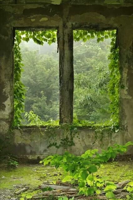 @naturalhearts Magic Window, Green Window, Broken Window, 다크 판타지, Window View, Through The Window, Abandoned Buildings, Abandoned Houses, Abandoned Places