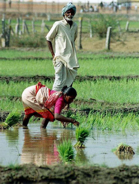 Images of India - Planting rice Indian Agriculture, Rice Farming, Agriculture Photography, Rice Paddies, Monsoon Season, Amazing India, Village Photos, Rural India, Village Photography