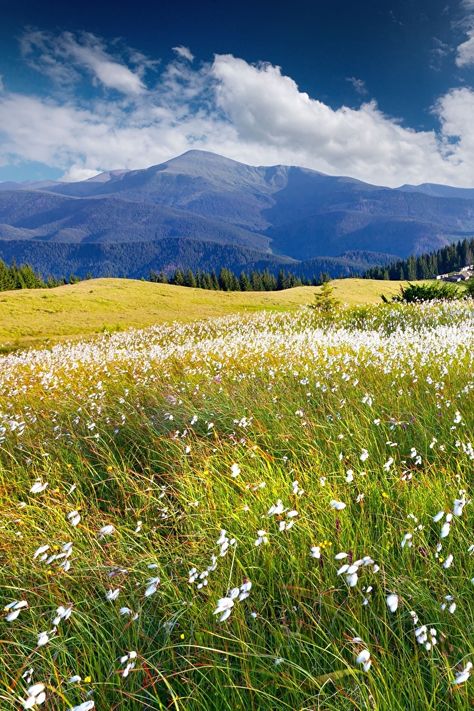 Wallpaper Nature Mountains Hill Meadow Scenery Grass 640x960 Meadow Photography, Mountain Background, Hillside Landscaping, Grasses Landscaping, Nature Mountains, Pretty Landscapes, Wallpaper Nature, Beautiful Landscape Wallpaper, Free Picture