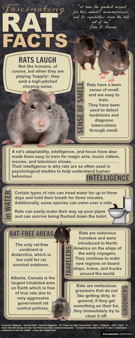 Pet Rat Food, Pet Rat Activities, Rat Breeding Setup, Pet Rat Tips, Rat Body Language, Rat Care Tips, Rat Types, Rat Free Roam Area, Pet Rat Cages Ideas