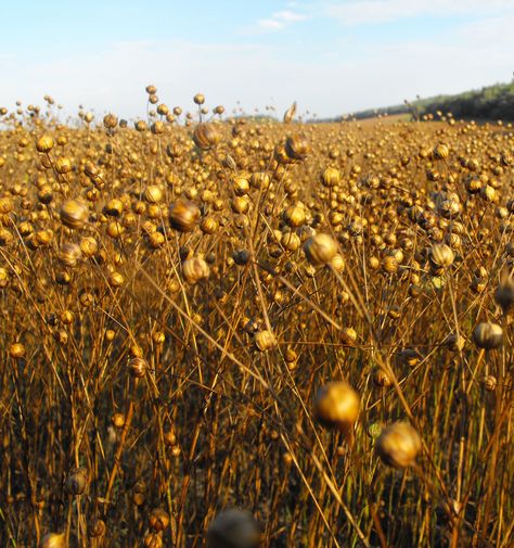 Linum Usitatissimum, Sheep Face, Flax Plant, Flax Seeds, Spinning Fiber, Plant Fibres, Fabric Making, Organic Farming, Proverbs 31