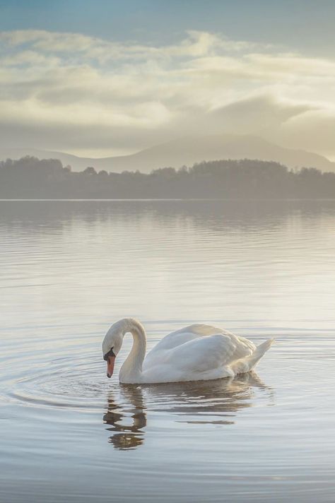 Swan Pictures, Swan Wallpaper, White Swan, Swan Lake, Nature Aesthetic, New Wall, Scenery Wallpaper, Beautiful Birds, Pretty Wallpapers