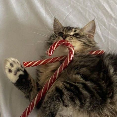 Candy, Christmas, Candy Canes, Candy Cane, A Cat