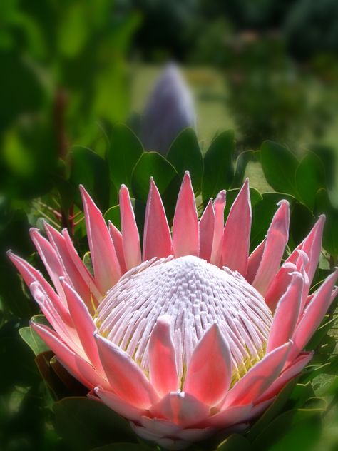 Protea Plant, Protea Art, King Protea, Protea Flower, National Flower, Theme Nature, Flower Guide, Light Pink Flowers, African Flowers