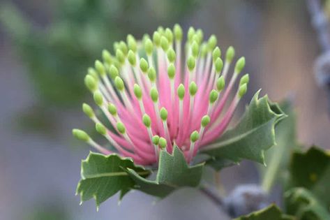 Extinct Plants, Guava Tree, Rainforest Trees, Farne Islands, Land Clearing, Australian Plants, Rare Species, Plant Diseases, Botanical Collection