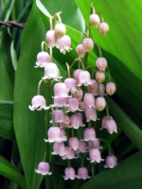 Convallaria majalis var. rosea (Pink Lily of the Valley) is a delightful and rather rare variation on an old-fashioned favorite... Garden Fence Paint, Pink Lily Of The Valley, Convallaria Majalis, Beautiful Home Gardens, Lily Of The Valley Flowers, Valley Flowers, Gardens Design, Bottle Garden, Fence Paint